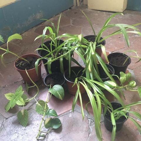 troc de  Petites et moyennes plantes cherchent foyer, sur mytroc