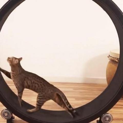 troc de  Construction d'une roue pour chats, sur mytroc