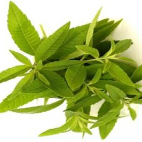 troc de  verveine citronnelle, sur mytroc