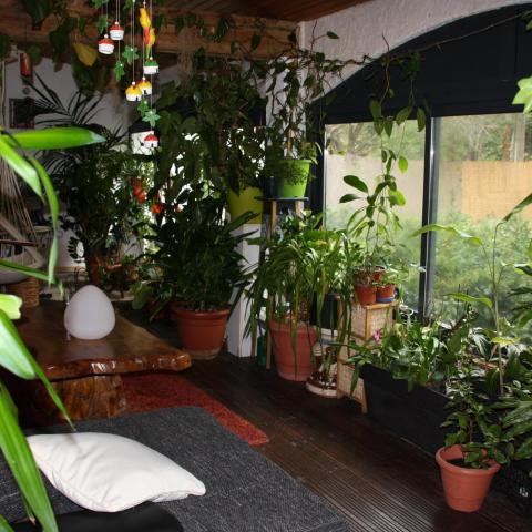 troc de  Aménagement plantes d'intérieur, sur mytroc