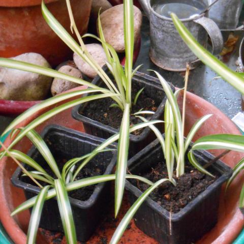 troc de  Bouture de chlorophytum enracinée, sur mytroc