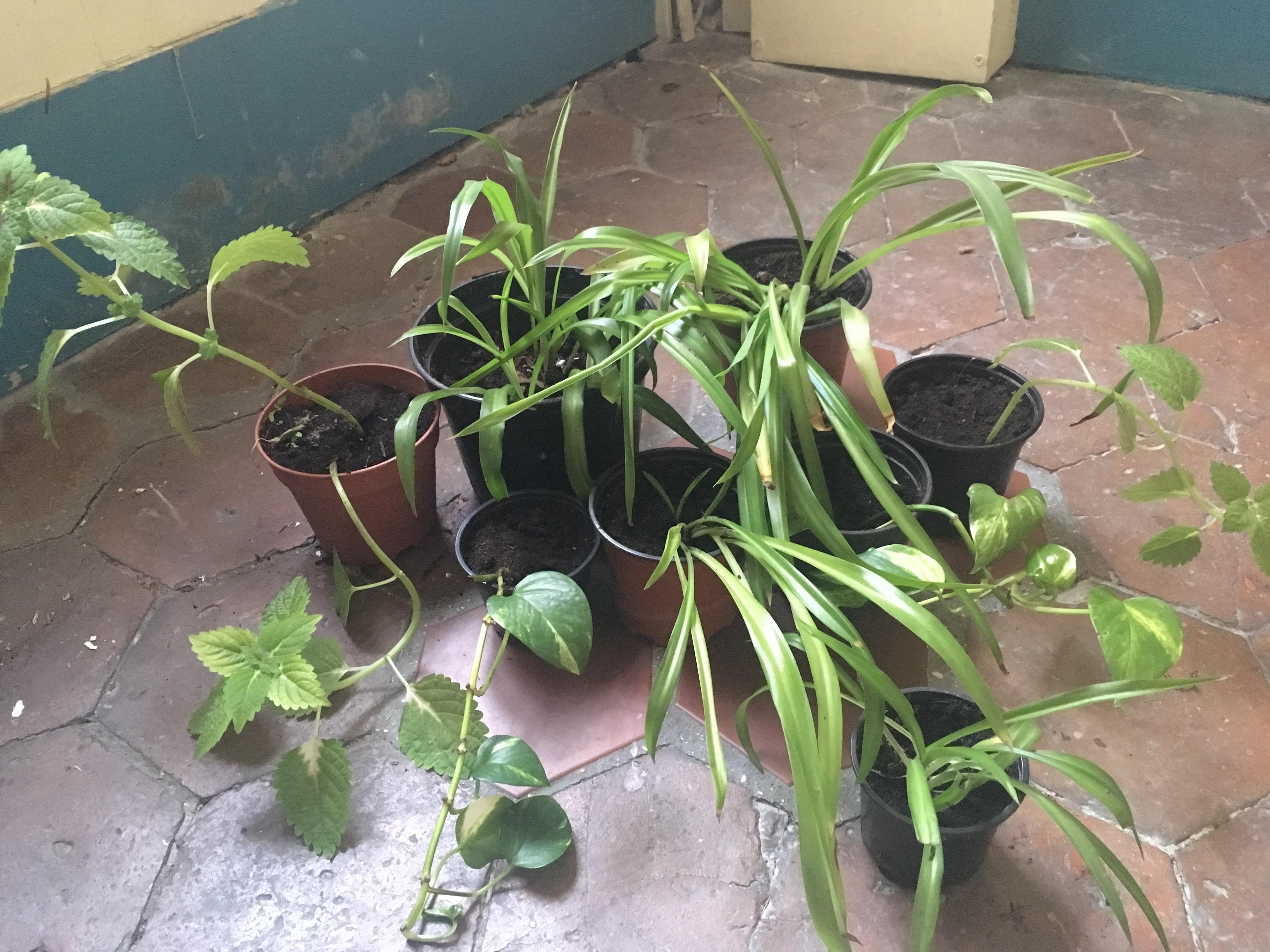 troc de troc petites et moyennes plantes cherchent foyer image 0