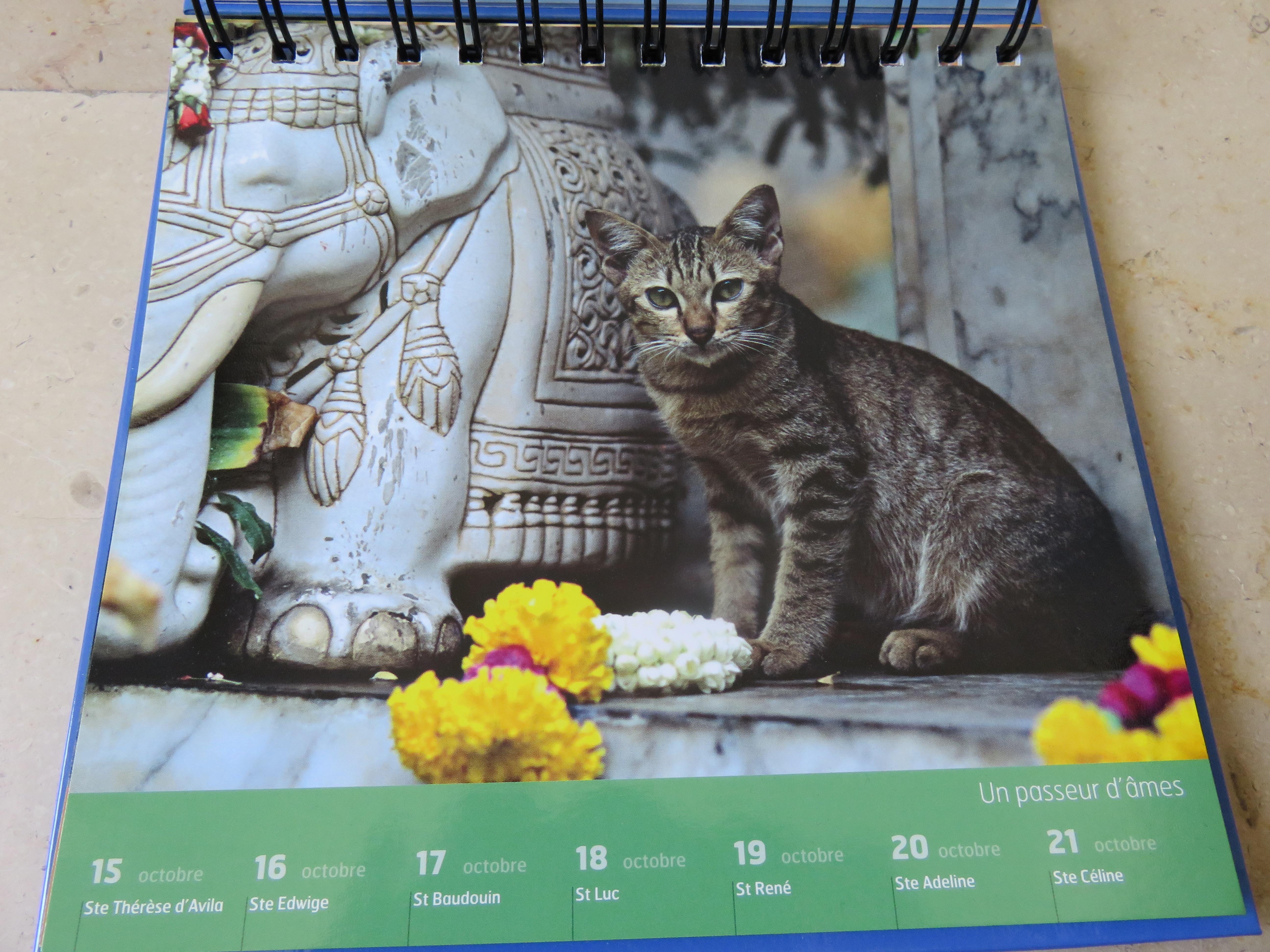 Troc Calendrier perpétuel Chats Geo