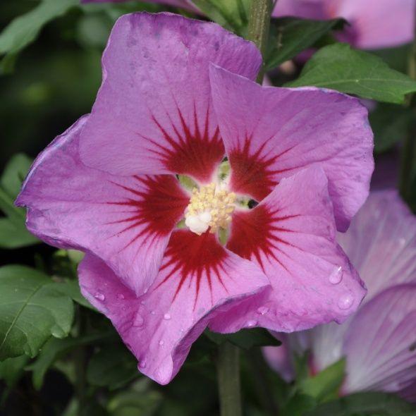 troc de troc graines d'hibiscus violet image 0