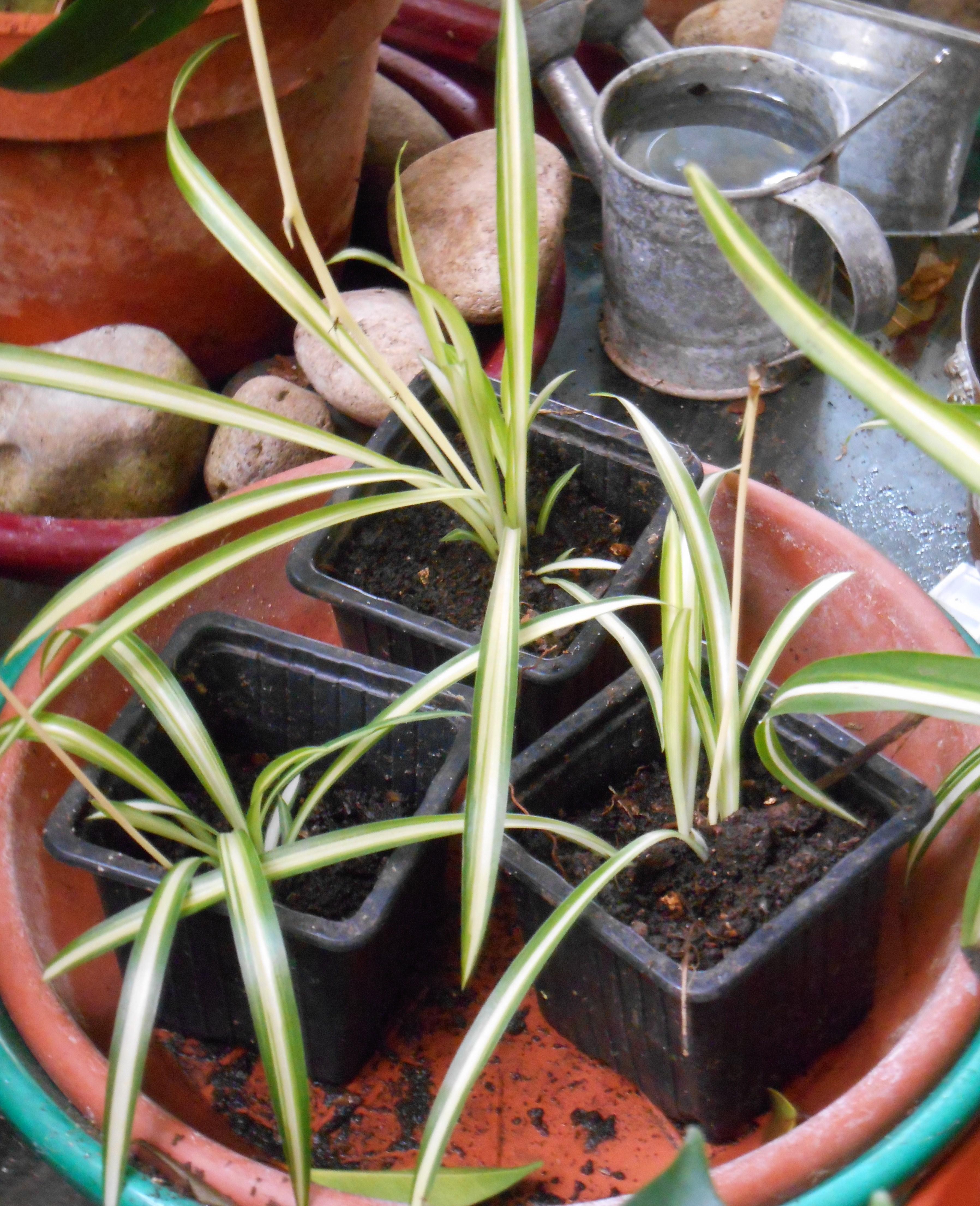 troc de troc bouture de chlorophytum enracinée image 0